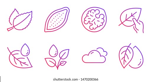 Walnut, Cloudy weather and Mint leaves line icons set. Plants watering, Organic tested and Cocoa nut signs. Leaf dew, Mineral oil symbols. Vegetarian food, Sky climate. Nature set. Vector