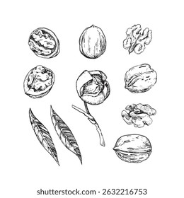 Coleção de nozes de ilustrações de vetor de tinta desenhadas à mão. Inteiros e frutos de casca rija cortados, frutos e folhas. Conjunto de objetos para design de rótulo