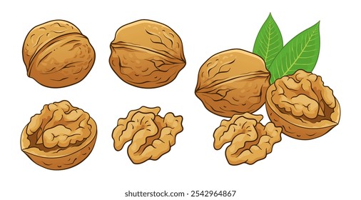 Coleção de nozes. Ilustração colorida desenhada à mão do vetor