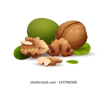 Walnut composition, different statements. Whole and cracked nuts, hulled and raw kernels and green leaves. Good for labels and stickers, packaging design. Vector illustration in cartoon style