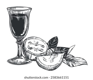 Walnut composition in engraving technique. Unripe walnut seeds whole and halves, leaves and branches. Vector shot glass of Italian liqueur Nocino. Linear sketch in black ink on white background.