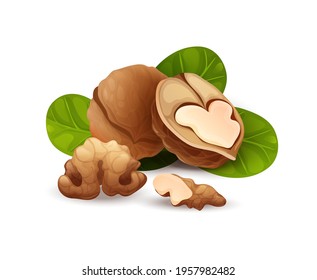 Walnut composition, side view. Whole and cracked nuts, hulled and raw kernels and green leaves. Good for labels and stickers, packaging design. Vector illustration in cartoon style