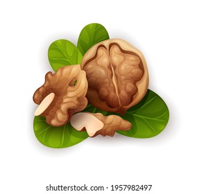 Walnut composition, top view. Whole and cracked nuts, hulled and raw kernels and green leaves. Good for labels and stickers, packaging design. Vector illustration in cartoon style, groups of objects
