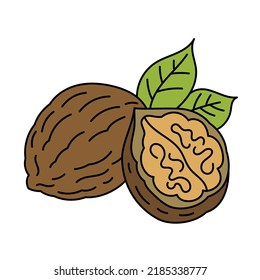 Walnut. Cooking ingredient. Vector illustration.