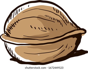 Walnut drawing, illustration, vector on white background.