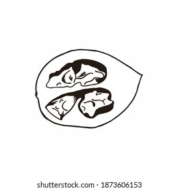 Walnut drawn with a black contour line. Sketch of a nut in a shell