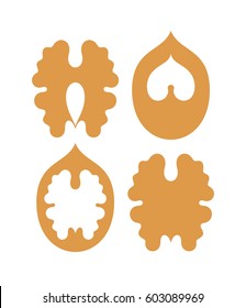 Walnut. Dried nuts on white background. Vector illustration