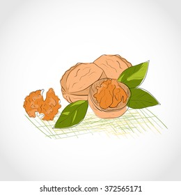 Walnut. Dried. Sketch.