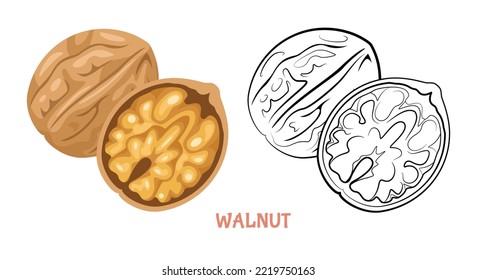 Walnut flat illustration colored and outlined. Vector nut isolated on white. Simple icon sketch.