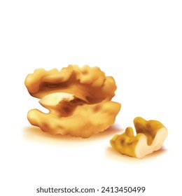 Walnut. Fresh, nutritious, delicious walnut. Nut ingredients in mesh technique. Vector illustration.