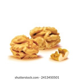 Walnut. Fresh, nutritious, delicious walnut. Nut ingredients in mesh technique. Vector illustration.