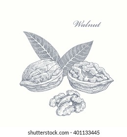 Walnut. graphic illustration