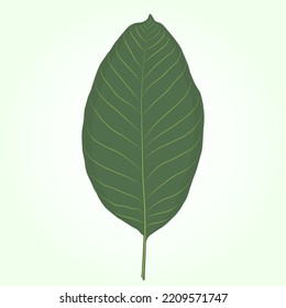 Walnut green leaf on light green background.