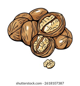 Walnut group in hand drawn detailed color illustration