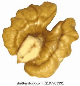 A walnut half on a white background