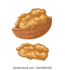 Noz metade descascada e sem concha. Ilustração realista de cores de vetor. Isolado no fundo branco.