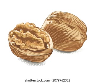 walnut Hand drawing sketch engraving watercolor illustration style