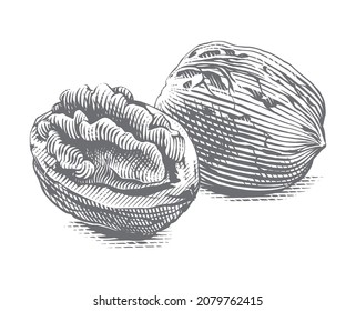 walnut Hand drawing sketch engraving illustration style