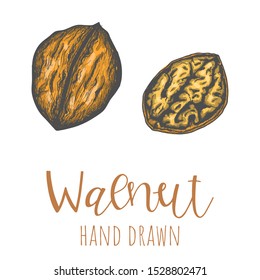 Walnut hand drawn colored illustration, isolated vector design element.