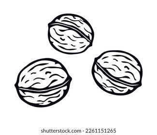 Walnut hand drawn in doodle style. Vector Illustration