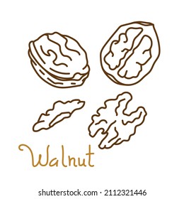 Elemento gráfico dibujado a mano de nueces para el diseño de envases de nueces y semillas o bocadillos. Ilustración vectorial en el estilo de arte en línea