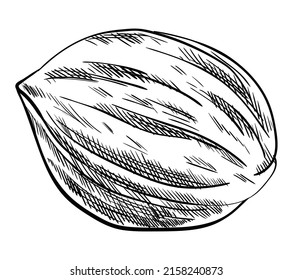 Nuez. Esbozo de tinta dibujado a mano de la tuerca para el diseño del mercado de la plantilla de etiqueta, el embalaje o el emblema. Alimentos naturales saludables. Técnica gráfica manuscrita, ilustración grabada