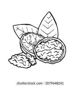 Walnut hand drawn outline, vector illustration. Healthy and delicious tree nut full of vitamins, pen drawing silhouette logo. Organic plant seed fruit and nutrition healthy food or snack, logo sketch.