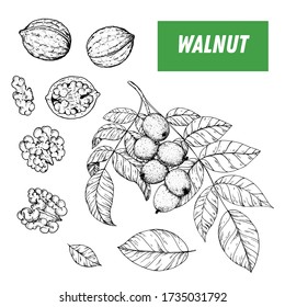 Walnut hand drawn sketch. Nuts vector illustration. Walnut branch.  Organic healthy food. Great for packaging design. Engraved style. Black and white color.