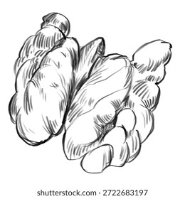 Nuez. Dibujado a mano estilo boceto de nogal. Comida orgánica saludable. Ilustraciones vectoriales de nueces aisladas en blanco para el paquete y el diseño de alimentos. Ilustración lineal en blanco y negro