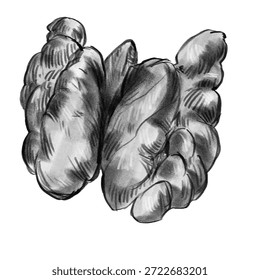 Nuez. Dibujado a mano estilo boceto de nogal. Comida orgánica saludable. Ilustraciones vectoriales de nueces aisladas en blanco para el paquete y el diseño de alimentos. Ilustración lineal en blanco y negro