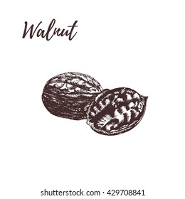 Walnut. Walnut hand drawn sketch. Walnut vector illustration. Walnut on white background. Walnut in vintage style.