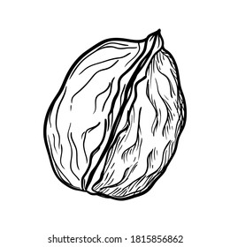 Walnut. Hand drawn vector illustration. 