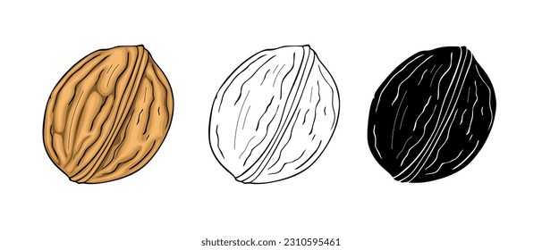 Walnut hand drawn vector illustration on white background