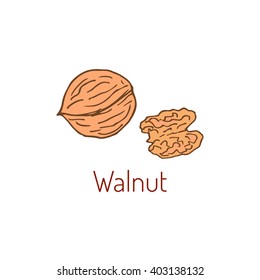 Walnut. Hand drawn vector illustration.