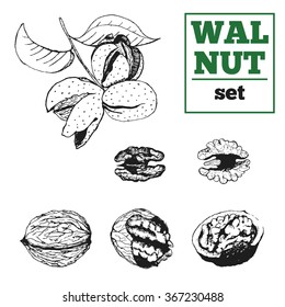 Walnut hand drawn vector set. Nut kernel, shell and  nut wood.