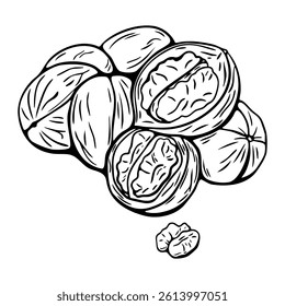 Walnut hand drawn vector sketch in black and white for coloring