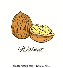 Walnut hand-drawn Vector Illustration isolated on white background 