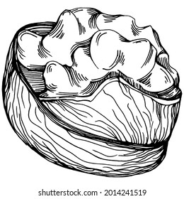 Walnut hand-drawn Vector Illustration isolated on white background. Retro style farm product for restaurant menu, market label, logo, emblem and kitchen design. Decoration for food packaging.