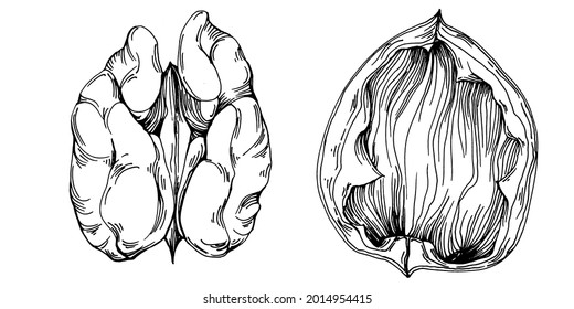 Walnut hand-drawn Vector Illustration isolated on white background. Retro style farm product for restaurant menu, market label, logo, emblem and kitchen design. Decoration for food packaging.