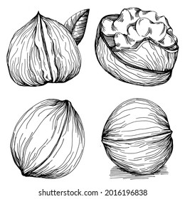 Walnut hand-drawn Vector Illustration isolated on white background. Retro style farm product for restaurant menu, market label, logo, emblem and kitchen design. Decoration for food packaging.