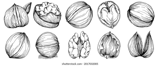 Walnut hand-drawn Vector Illustration isolated on white background. Retro style farm product for restaurant menu, market label, logo, emblem and kitchen design. Decoration for food packaging.