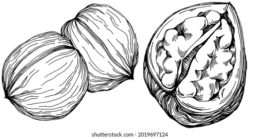 Walnut hand-drawn Vector Illustration isolated on white background. Retro style farm product for restaurant menu, market label, logo, emblem and kitchen design. Decoration for food packaging.