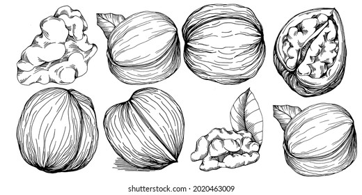 Walnut hand-drawn Vector Illustration isolated on white background. Retro style farm product for restaurant menu, market label, logo, emblem and kitchen design. Decoration for food packaging.