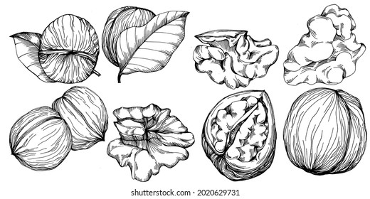 Walnut hand-drawn Vector Illustration isolated on white background. Retro style farm product for restaurant menu, market label, logo, emblem and kitchen design. Decoration for food packaging.