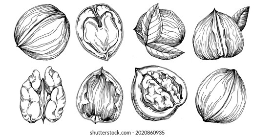 Walnut hand-drawn Vector Illustration isolated on white background. Retro style farm product for restaurant menu, market label, logo, emblem and kitchen design. Decoration for food packaging.