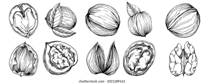 Walnut hand-drawn Vector Illustration isolated on white background. Retro style farm product for restaurant menu, market label, logo, emblem and kitchen design. Decoration for food packaging.