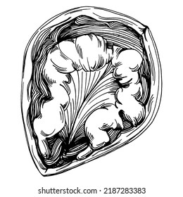 Walnut hand-drawn Vector Illustration isolated on white background. Retro art style farm product for restaurant menu, market label, logo, emblem and kitchen design. Decoration for food packaging.