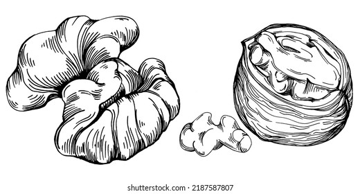 Walnut hand-drawn Vector Illustration isolated on white background. Retro art style farm product for restaurant menu, market label, logo, emblem and kitchen design. Decoration for food packaging.