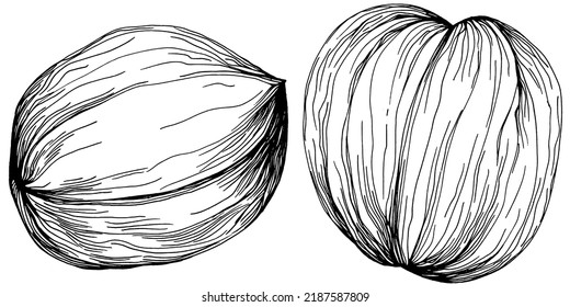 Walnut hand-drawn Vector Illustration isolated on white background. Retro art style farm product for restaurant menu, market label, logo, emblem and kitchen design. Decoration for food packaging.