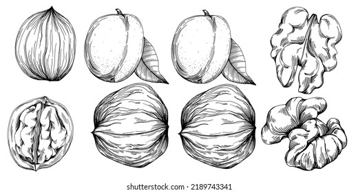 Walnut hand-drawn Vector Illustration isolated on white background. Retro art style farm product for restaurant menu, market label, logo, emblem and kitchen design. Decoration for food packaging.